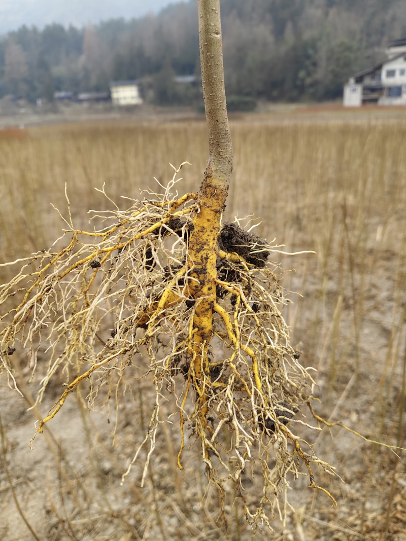 黄柏苗、厚皮川黄柏苗，黄柏树苗（树皮入药）