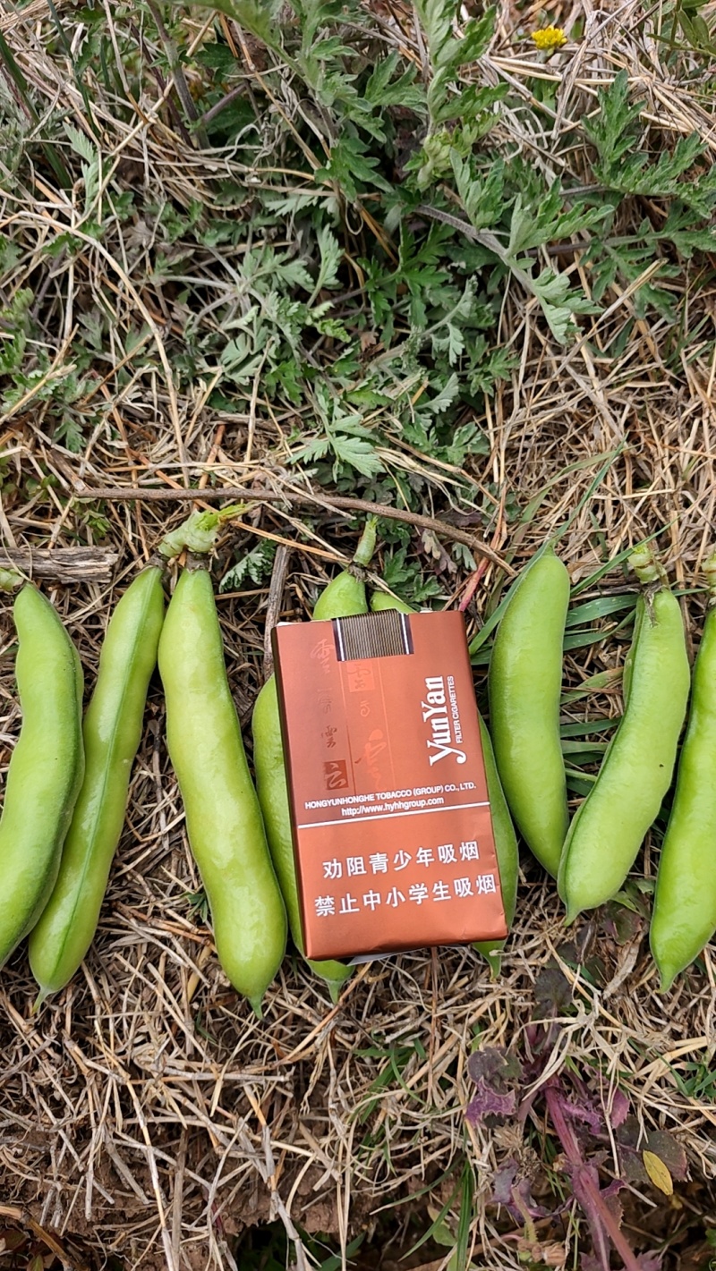 蚕豆，胡豆