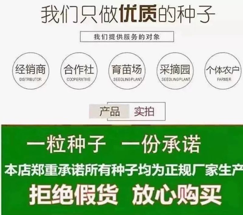 名星夏美豇豆种子中熟压塌架挂满豇豆籽条荚顺直白籽白花耐热