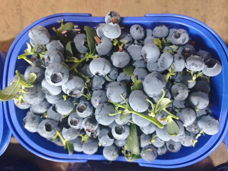 云南玉溪澄江花香蓝莓