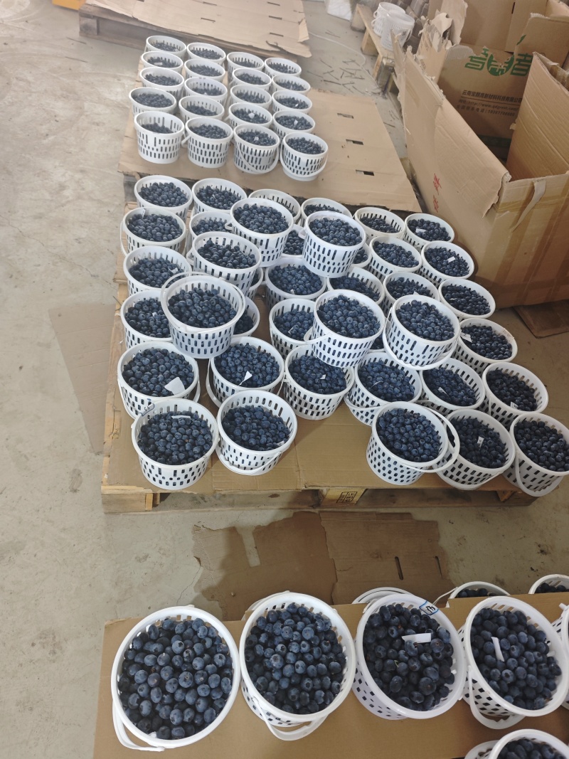 云南玉溪澄江花香蓝莓