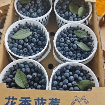 云南玉溪澄江花香蓝莓