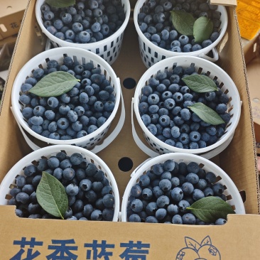云南玉溪澄江花香蓝莓