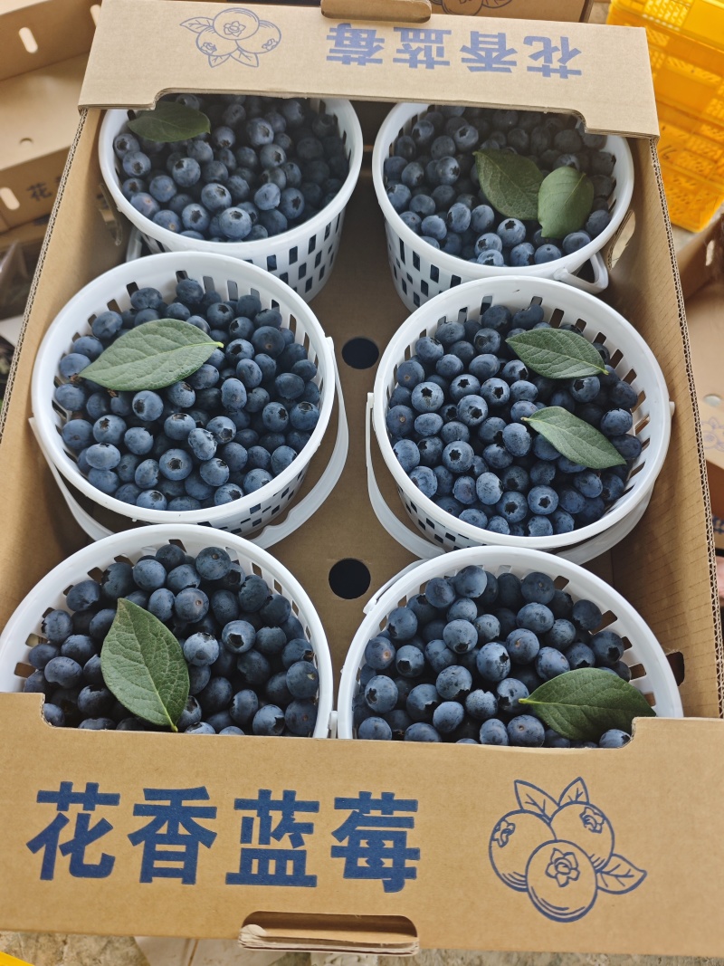 云南玉溪澄江花香蓝莓