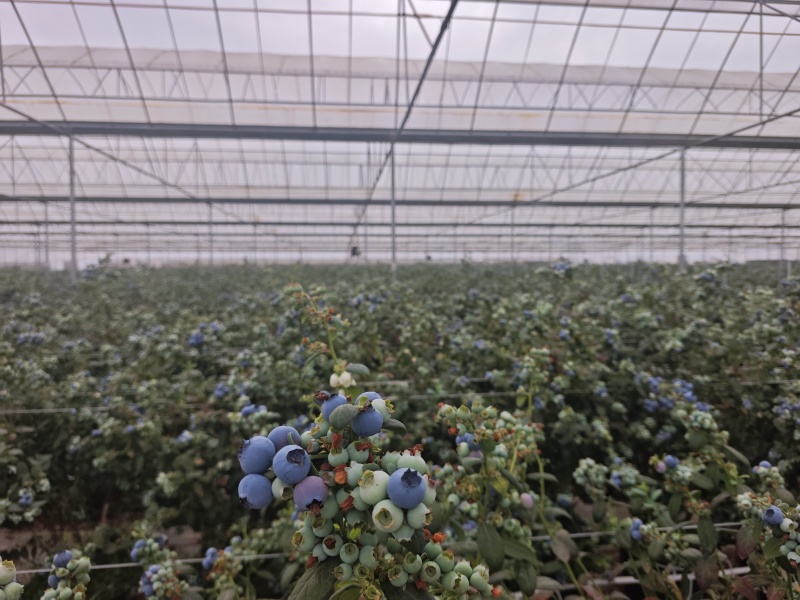 云南玉溪澄江花香蓝莓