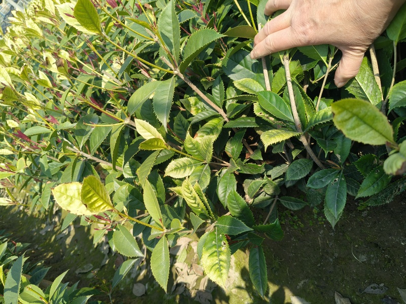 彩叶桂小毛球高度40一50cm，基地有量，欢迎订购。