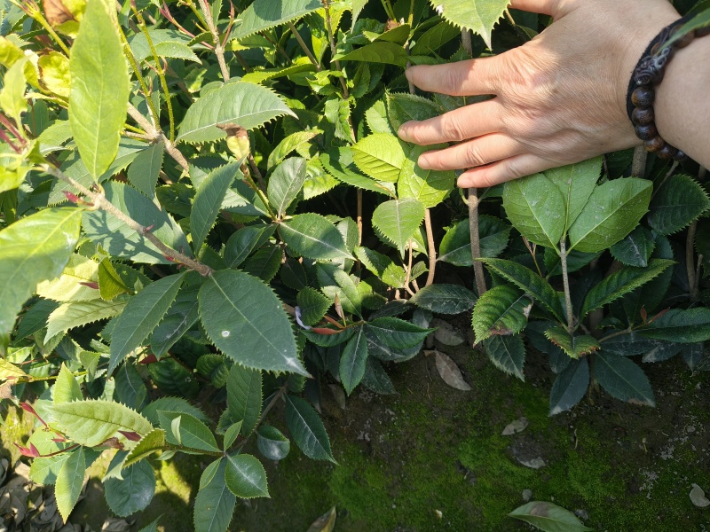 彩叶桂小毛球高度40一50cm，基地有量，欢迎订购。