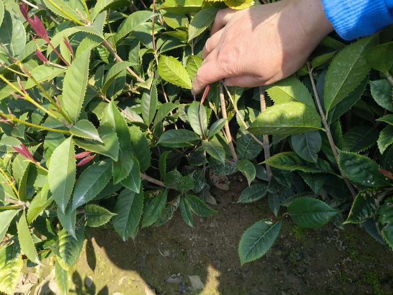 彩叶桂小毛球高度40一50cm，基地有量，欢迎订购。
