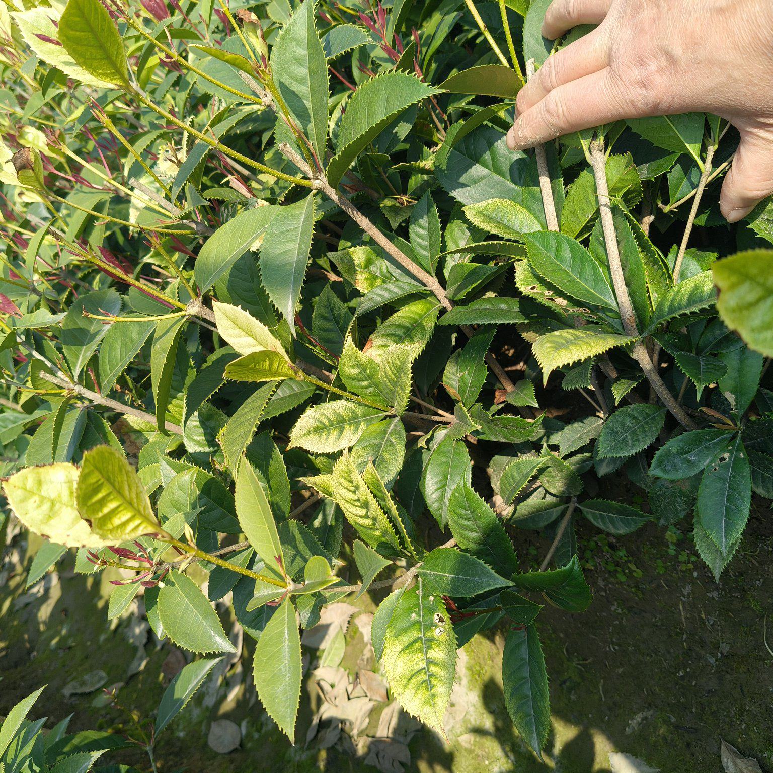 彩叶桂小毛球高度40一50cm，基地有量，欢迎订购。