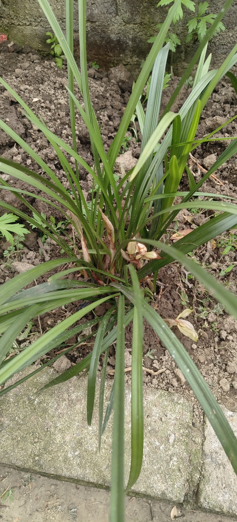 贵州高山兰花