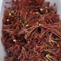 红油香椿