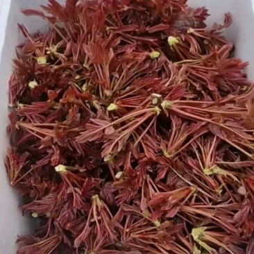 红油香椿