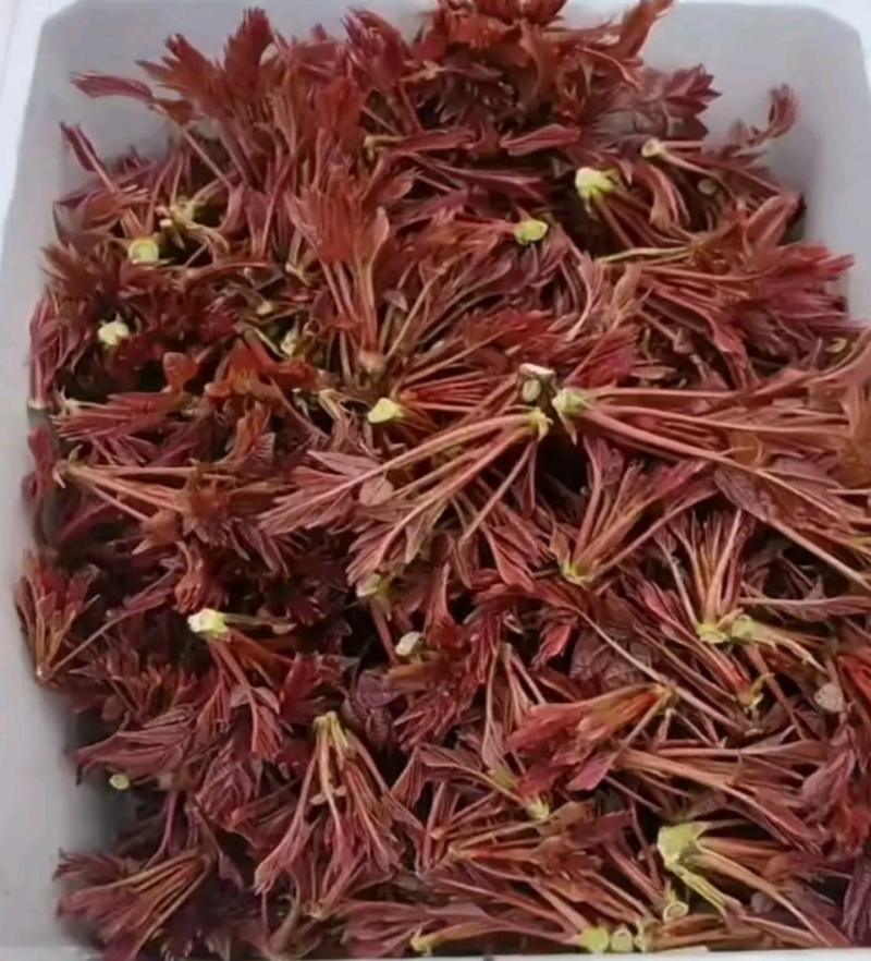 红油香椿