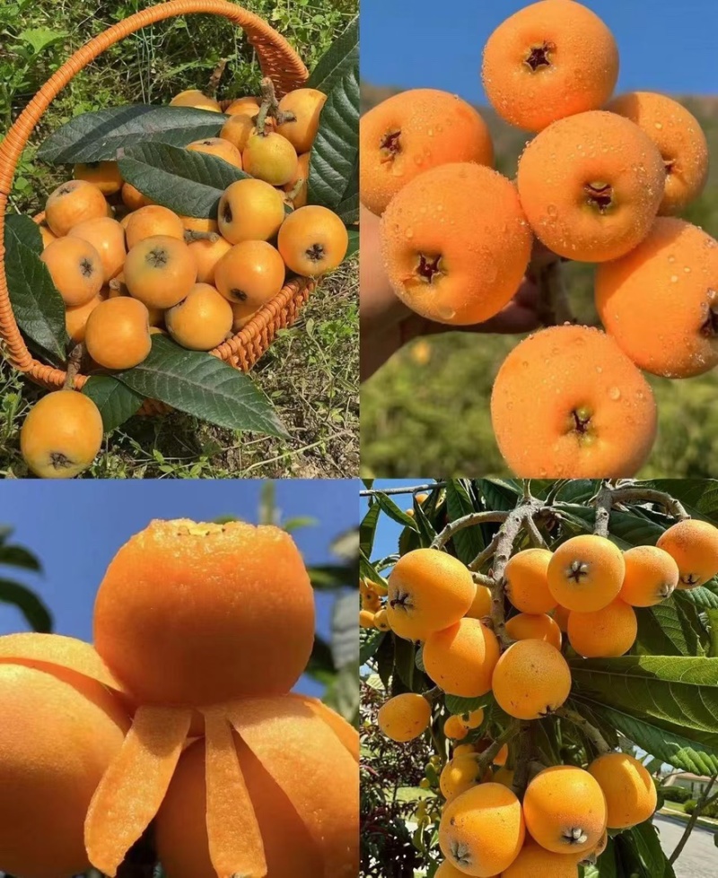 攀枝花米易枇杷一件代，电商