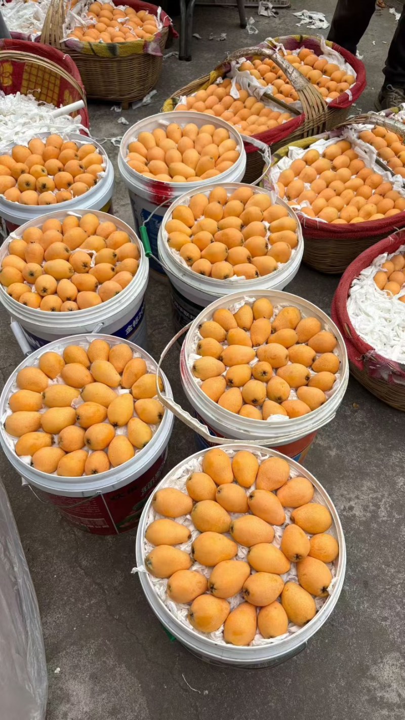 攀枝花米易枇杷一件代，电商