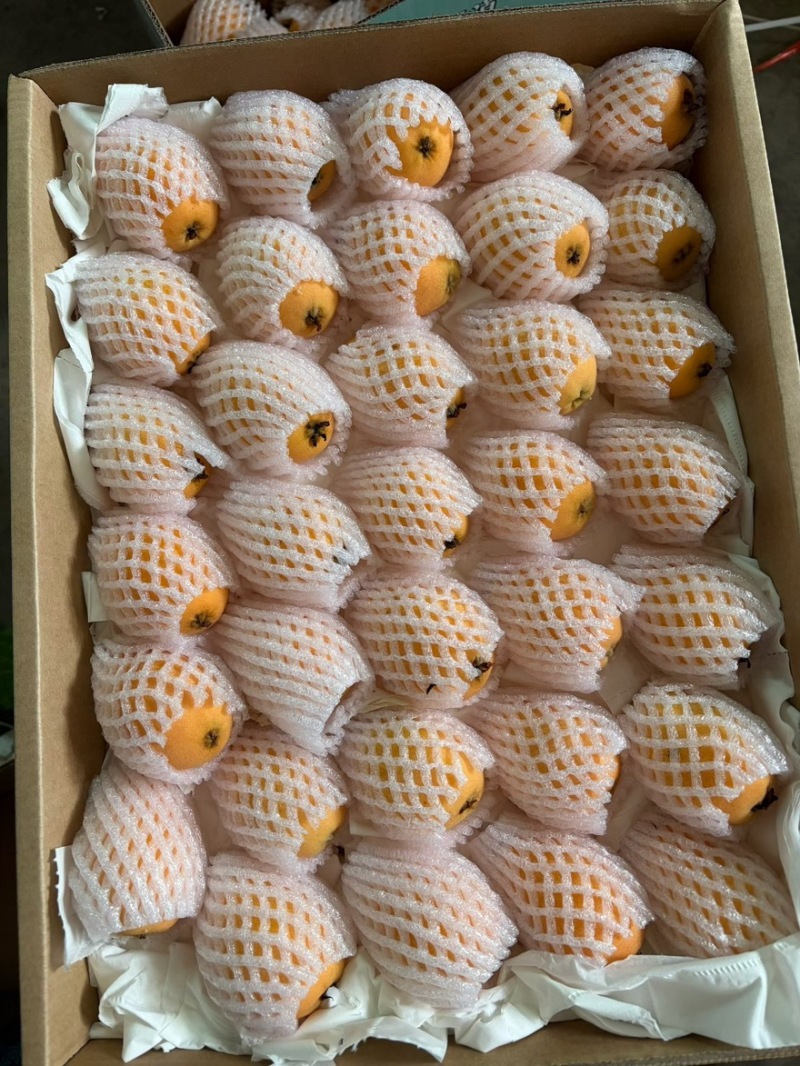 攀枝花米易枇杷一件代，电商