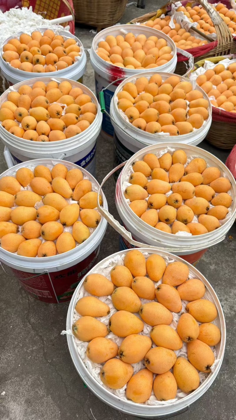 攀枝花米易枇杷一件代，电商