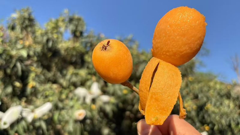 攀枝花米易枇杷一件代，电商