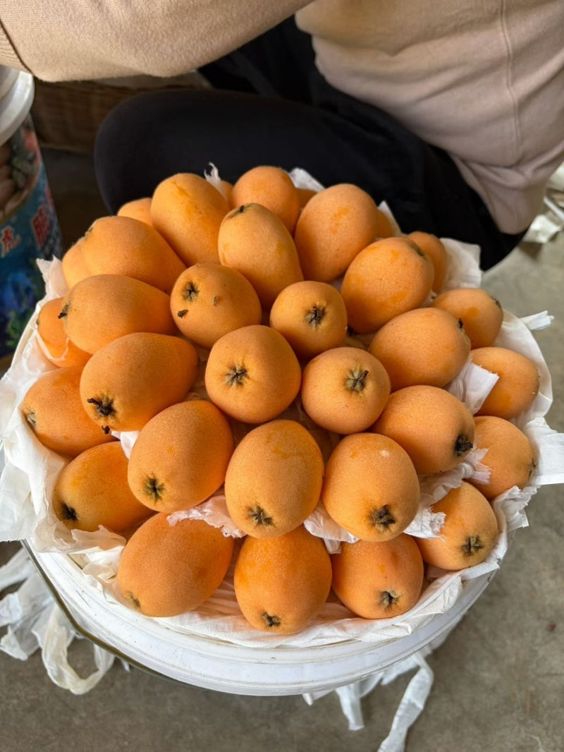 攀枝花米易枇杷一件代，电商