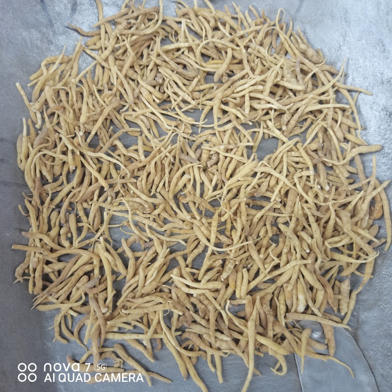 太子参中草药太子参干货规格齐全量大从优哦