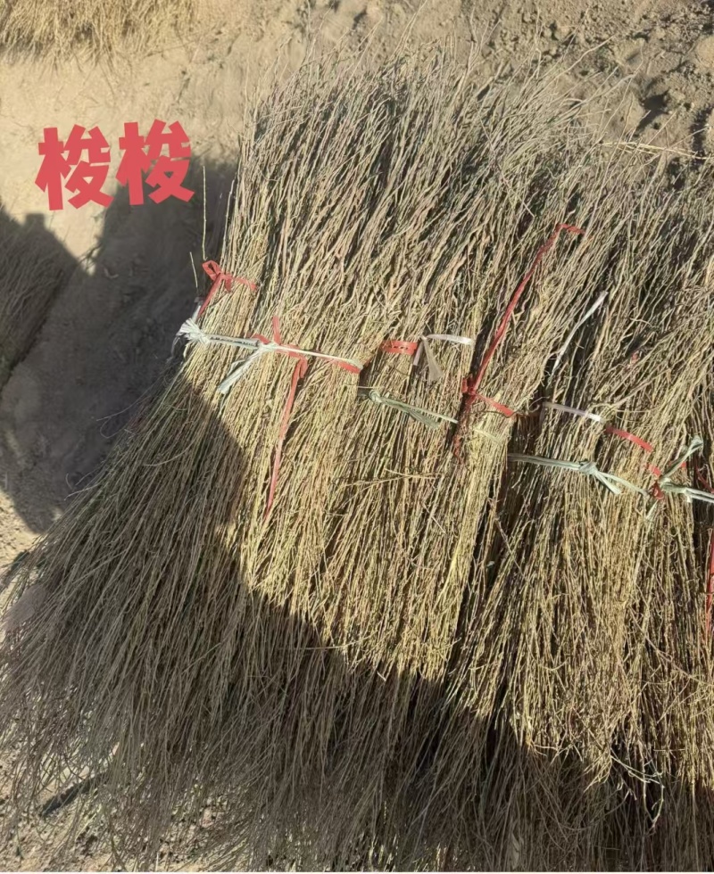 自家优质培育锁锁苗、沙枣苗、沙拐枣、柠条、四翅滨藜、花棒