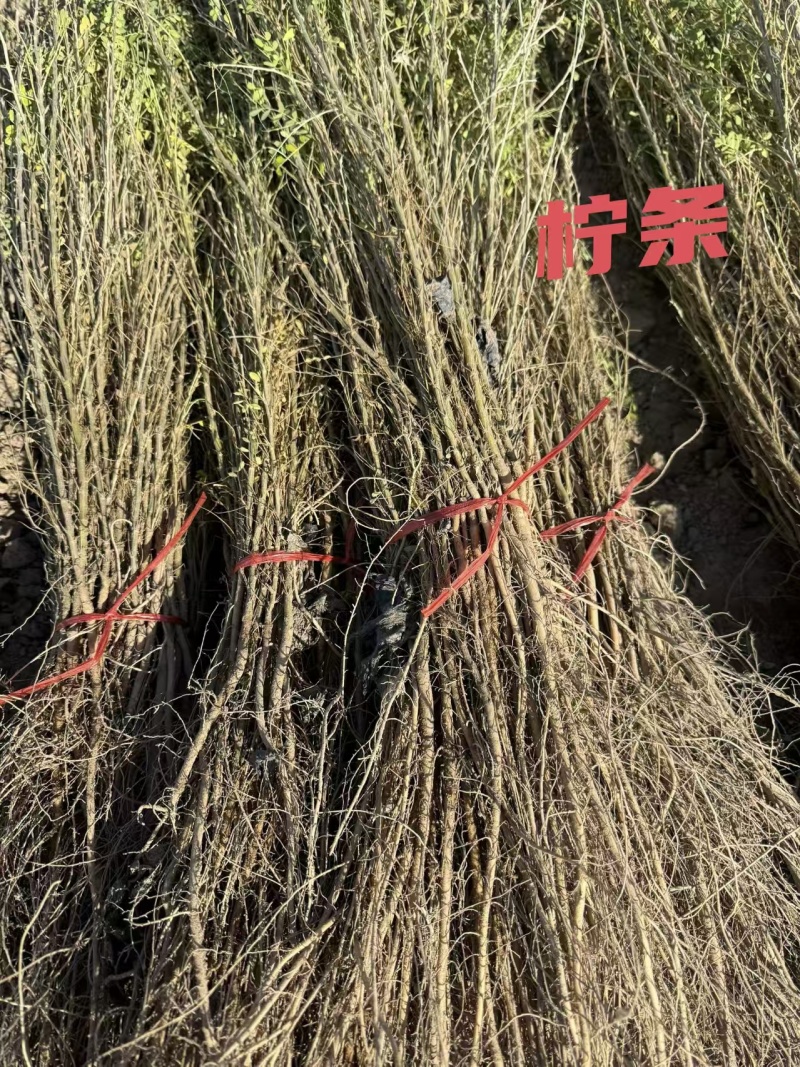 自家优质培育锁锁苗、沙枣苗、沙拐枣、柠条、四翅滨藜、花棒