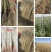 自家优质培育锁锁苗、沙枣苗、沙拐枣、柠条、四翅滨藜、花棒