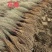 自家优质培育锁锁苗、沙枣苗、沙拐枣、柠条、四翅滨藜、花棒