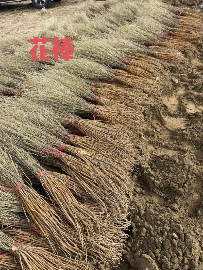 自家优质培育锁锁苗、沙枣苗、沙拐枣、柠条、四翅滨藜、花棒