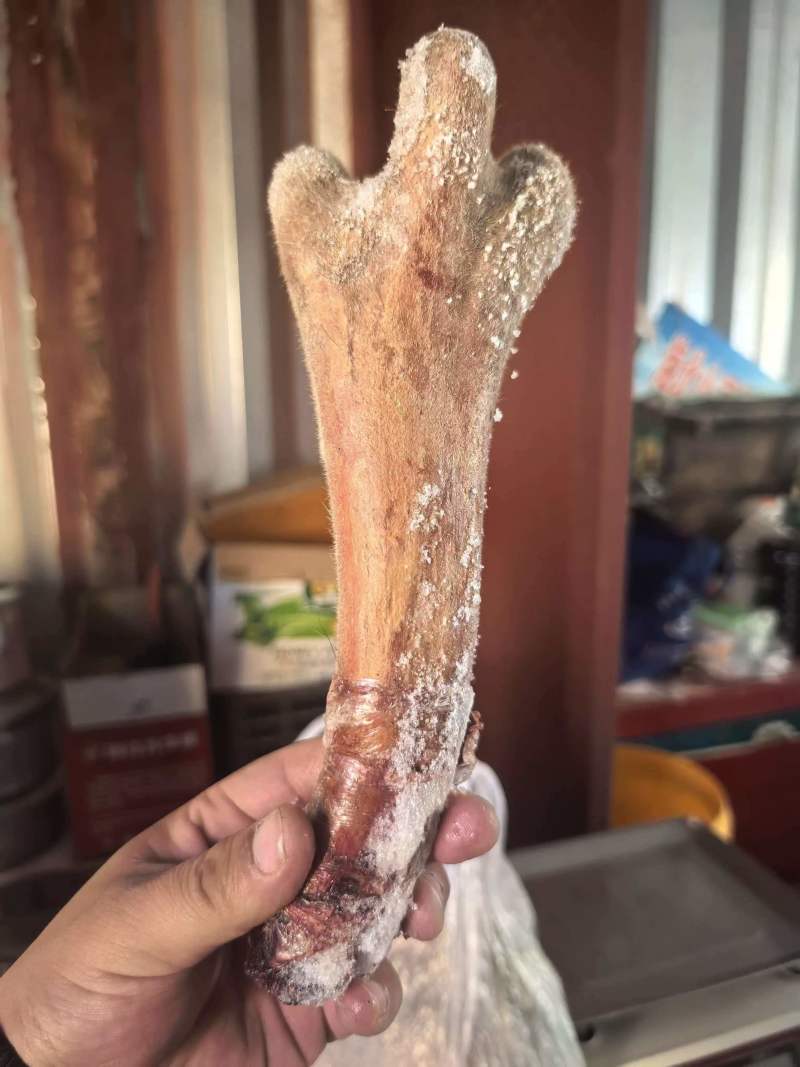 麒福缘梅花鹿