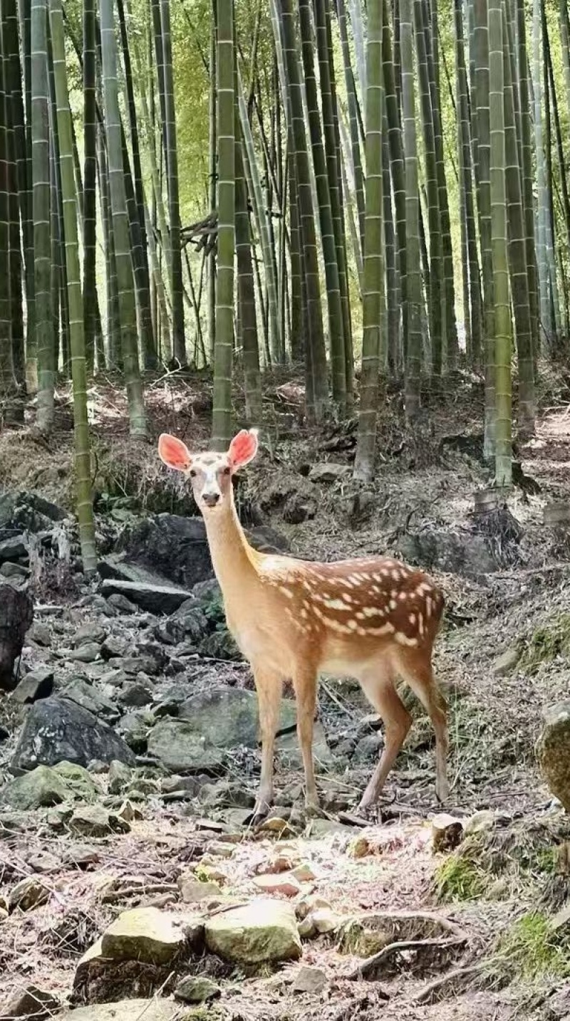 麒福缘梅花鹿
