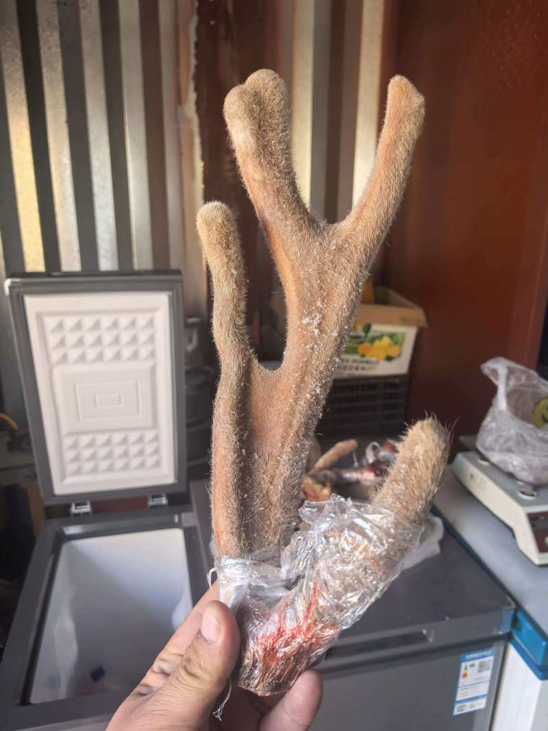 麒福缘梅花鹿