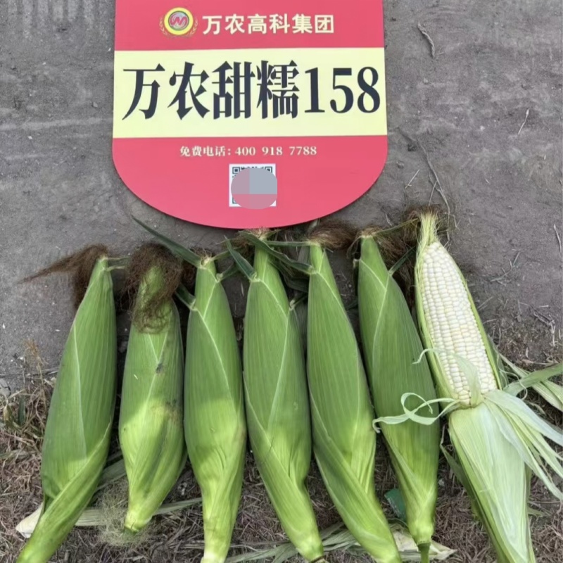 甜加糯玉米种子矮杆大棒万农甜糯158玉米种子高产鲜食玉米