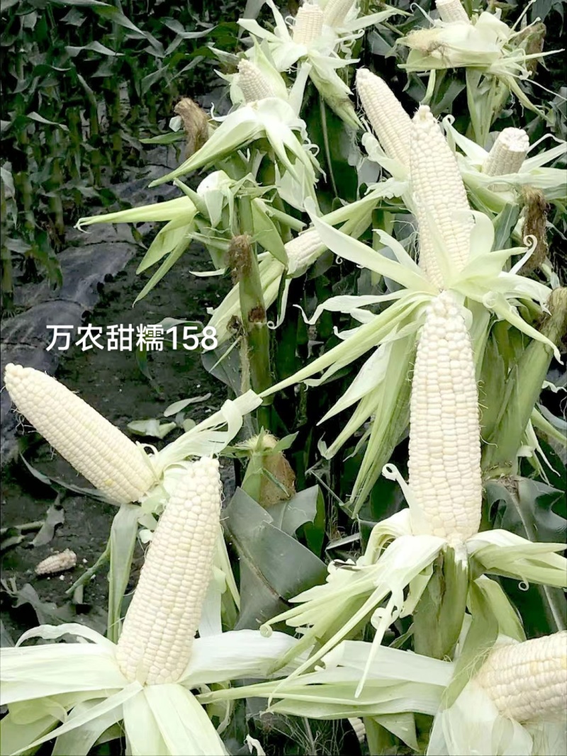 甜加糯玉米种子矮杆大棒万农甜糯158玉米种子高产鲜食玉米