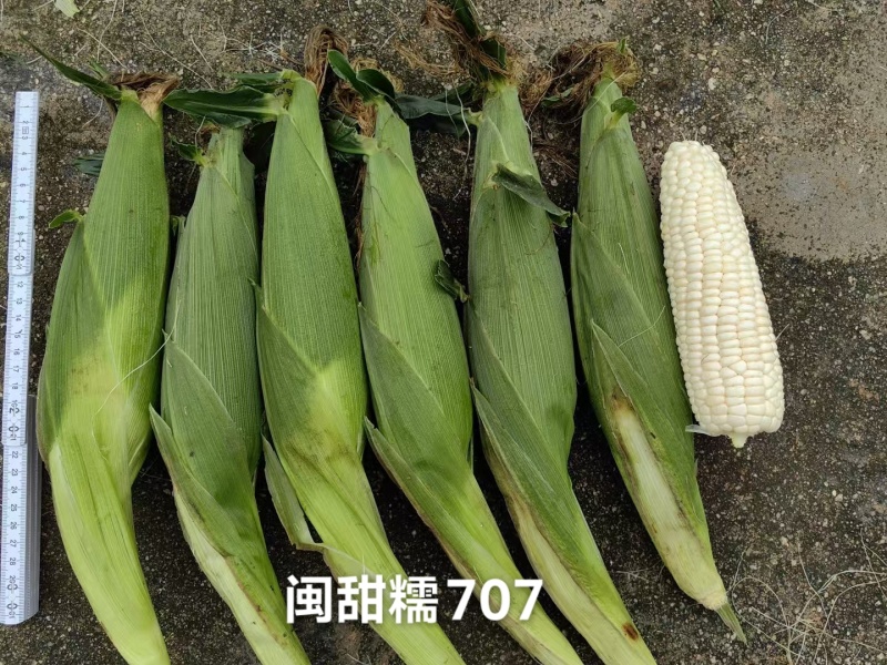 甜加糯玉米种子矮杆大棒万农甜糯158玉米种子高产鲜食玉米