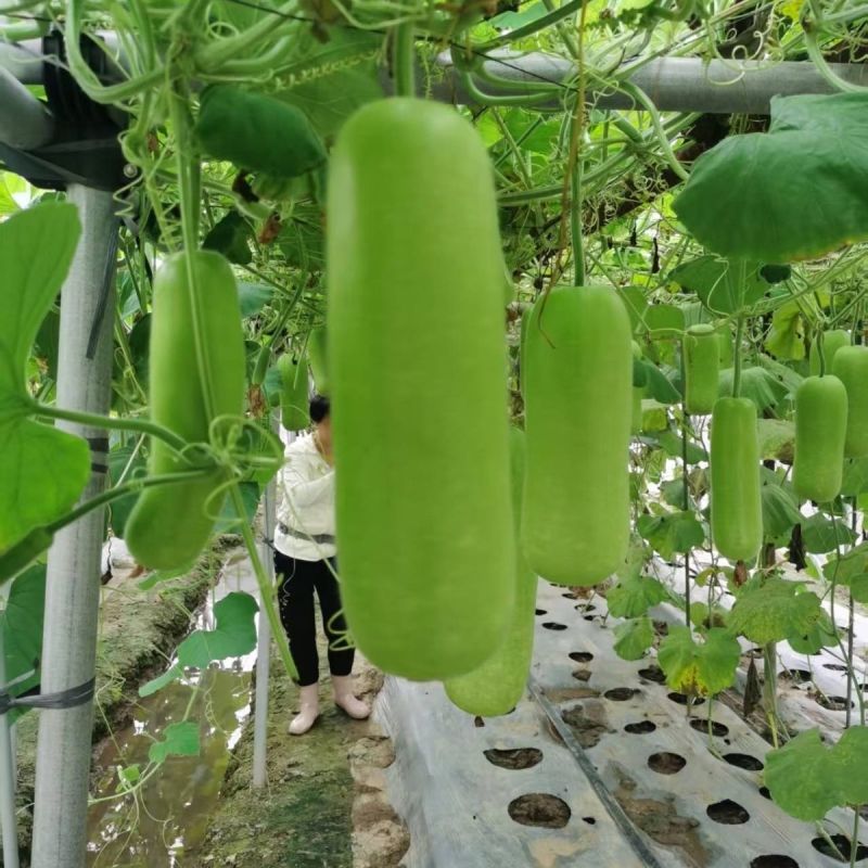 雄风中早熟杂交短棒瓠瓜种子蔓生皮色翠绿色泽光亮春秋种植