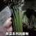 蕨菜系列我都有