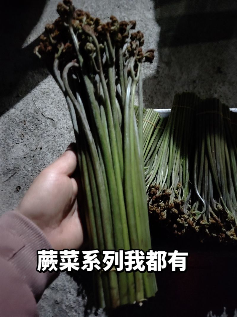 蕨菜系列我都有