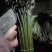 蕨菜系列我都有