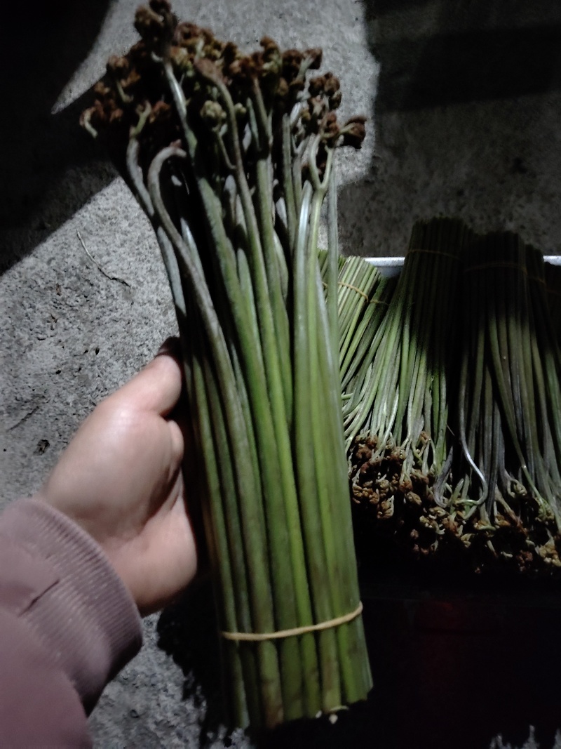 蕨菜系列我都有