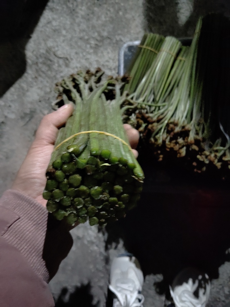 蕨菜系列我都有
