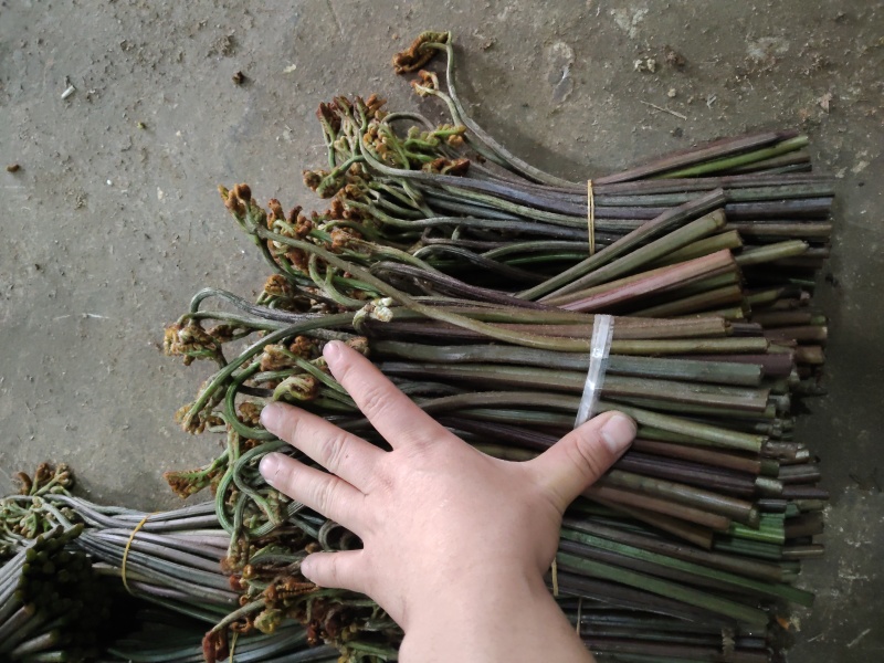 蕨菜系列我都有