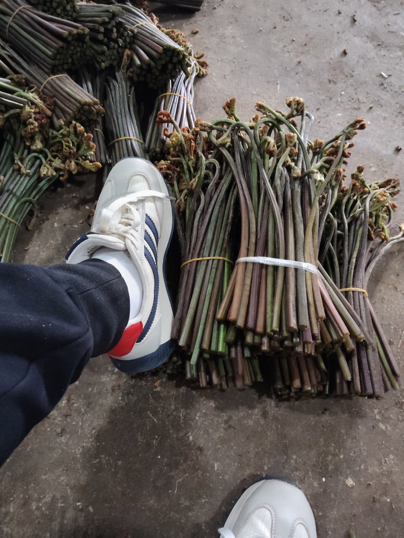 蕨菜系列我都有