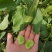四川胡豆，蚕豆，大量上市中，一手货源，欢迎合作