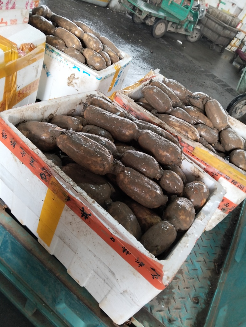 《诚信老店》湖北莲藕大量上市鄂莲6号等品种齐全对接商超等
