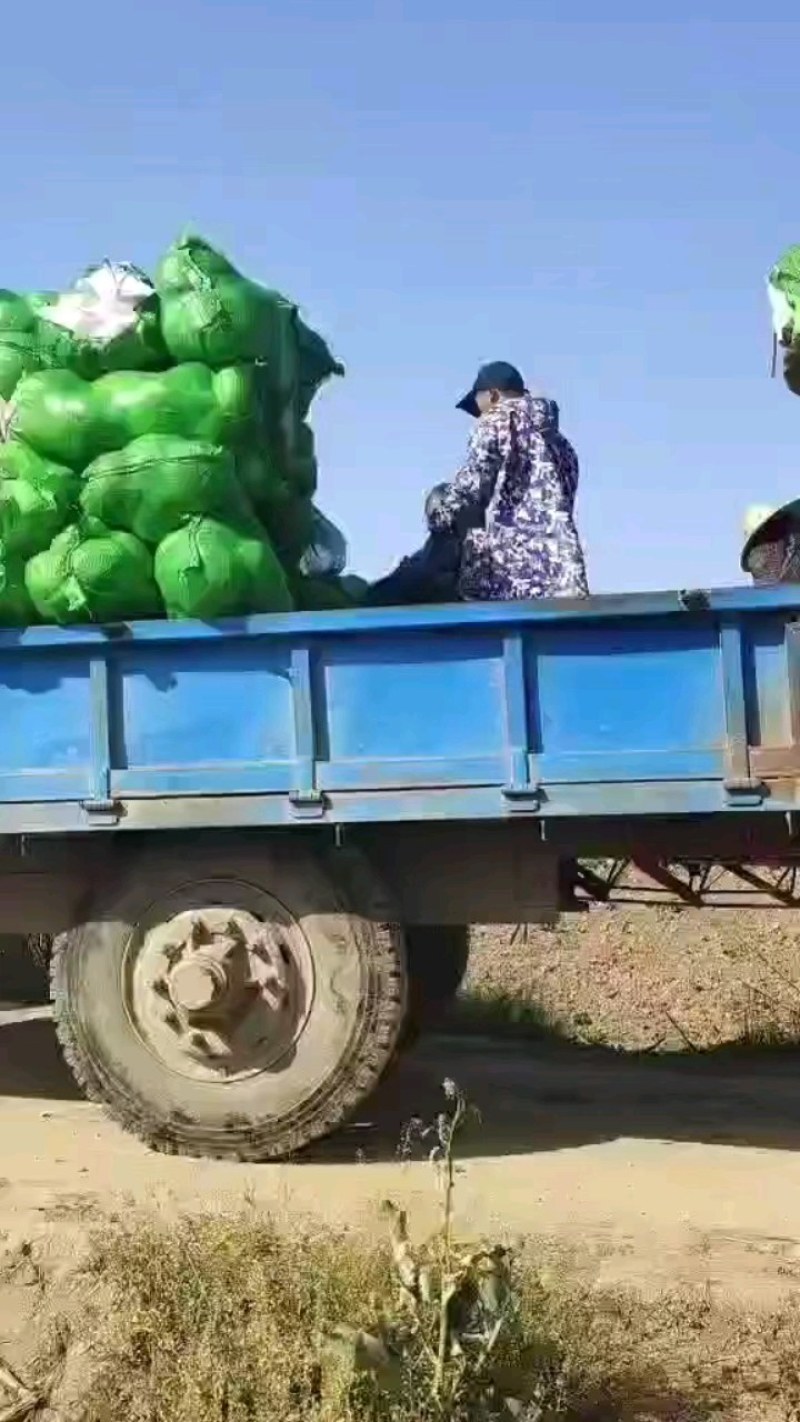 扁包菜，5月新一批奥奇娜上市，6月上市盘龙南瓜，甜玉米。