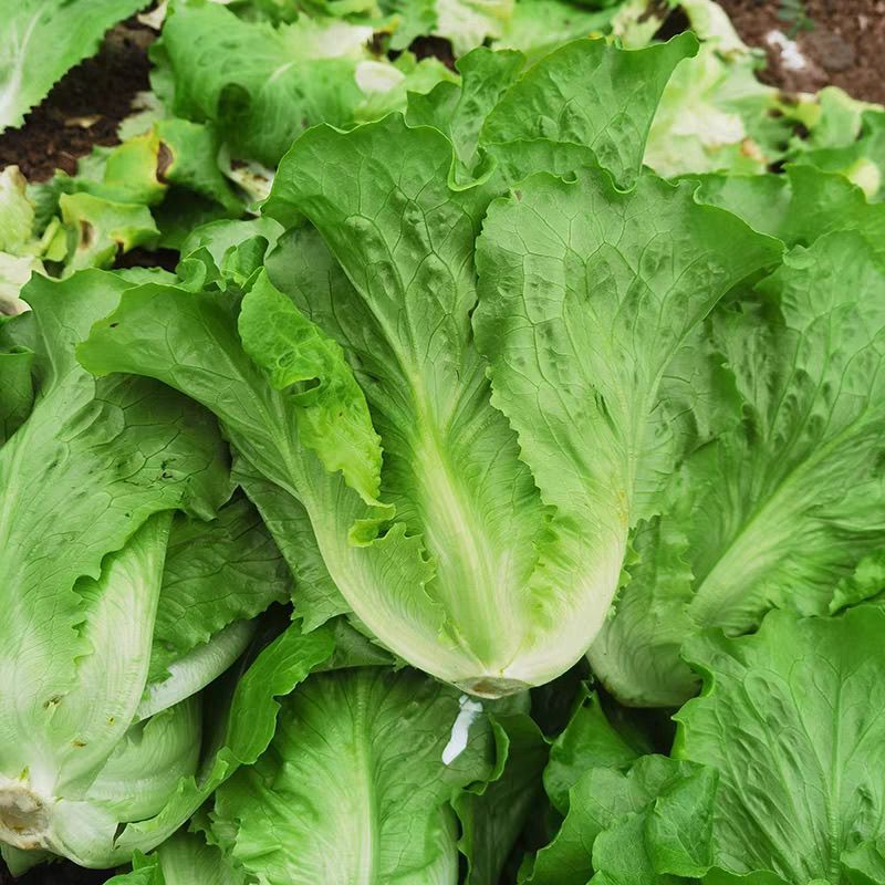 普威四季半结球生菜种子生菜籽阳台盆栽庭院四季播蔬菜
