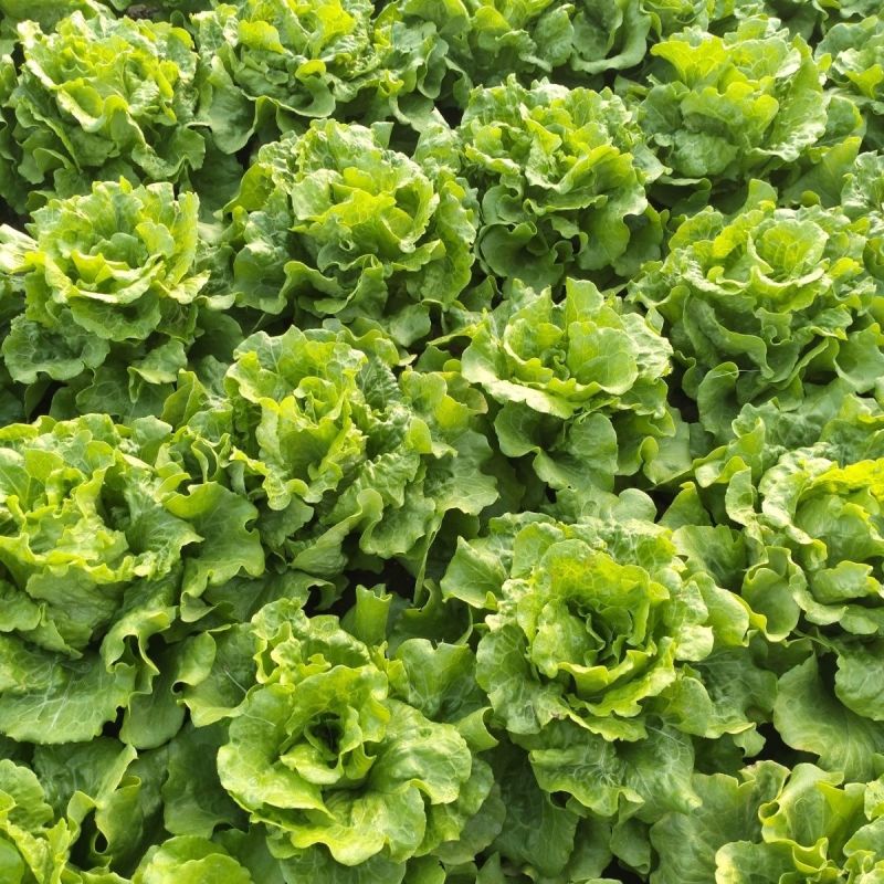 普威四季半结球生菜种子生菜籽阳台盆栽庭院四季播蔬菜