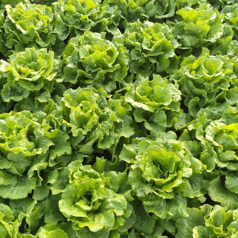 普威四季半结球生菜种子生菜籽阳台盆栽庭院四季播蔬菜