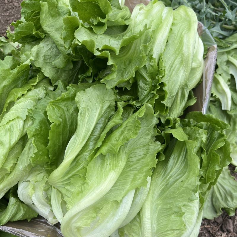 普威四季半结球生菜种子生菜籽阳台盆栽庭院四季播蔬菜